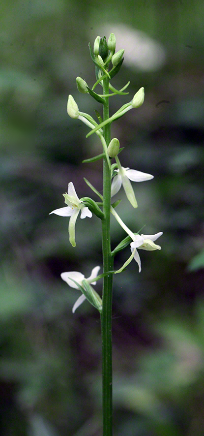 Platanthera bifolia – zweiblättrige weiße Waldhyazinthe